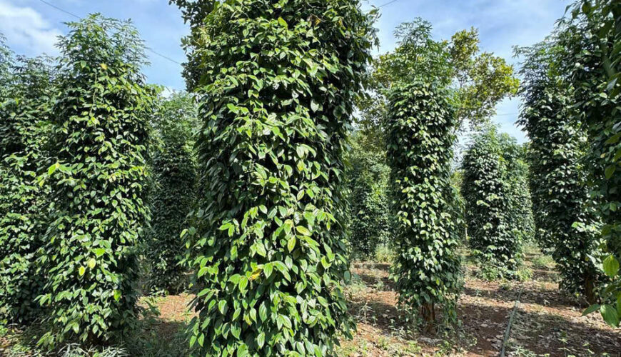 L090 20ha dat nong nghiep daknong (6)